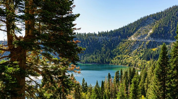 View of Lake Tahoe through pine trees